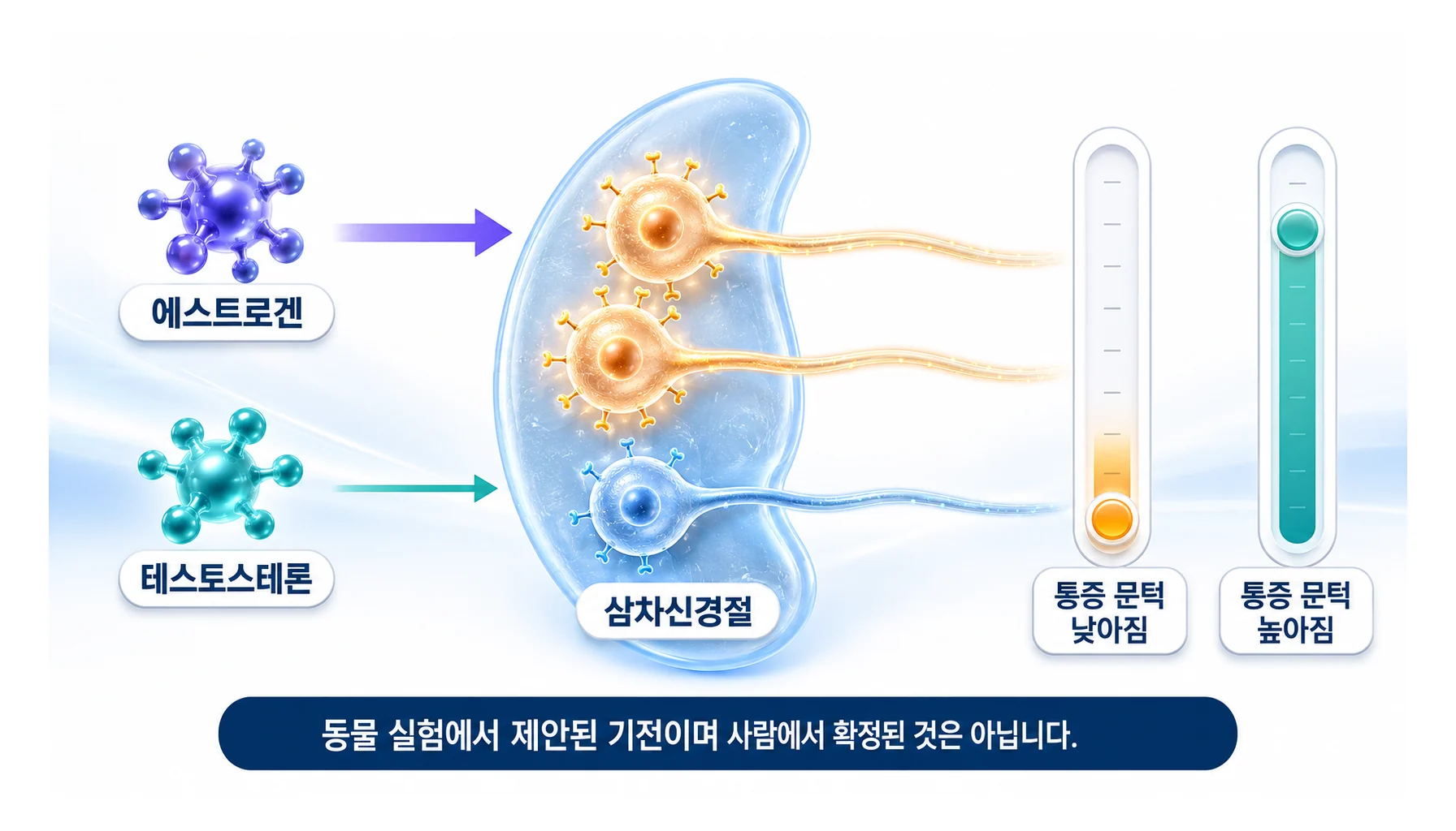 여성호르몬이 삼차신경절 신경세포의 흥분성에 관여하는 경로