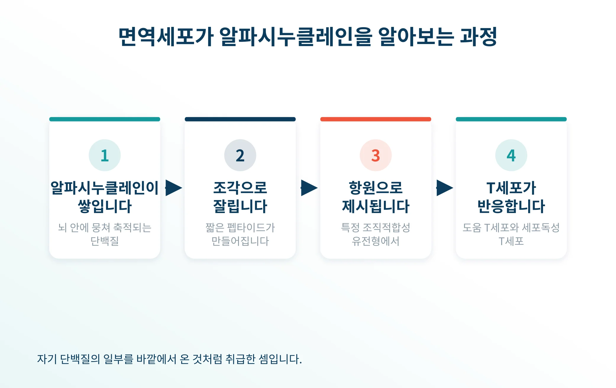 면역세포가 알파시누클레인 조각을 인식하는 과정을 나타낸 도식
