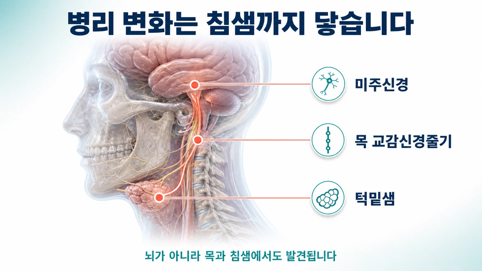 침샘과 목 부위의 자율신경까지 병리 변화가 미치는 경로를 나타낸 도식