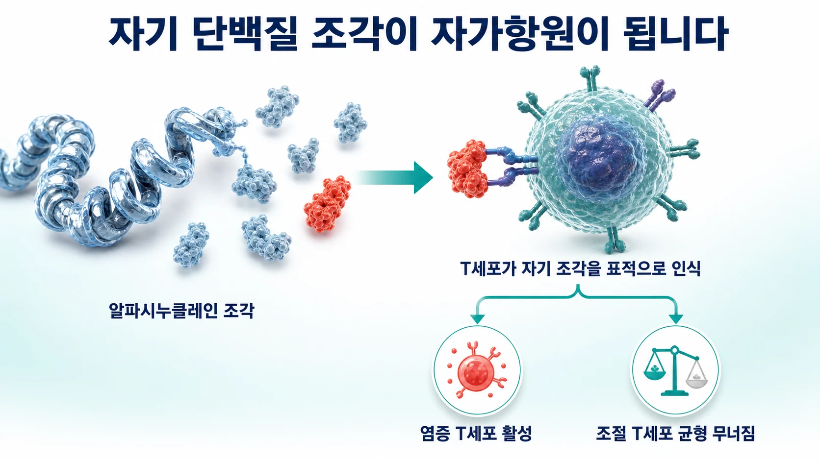 알파시누클레인 조각이 T세포를 자극해 자가면역 반응을 일으키는 과정을 나타낸 도식