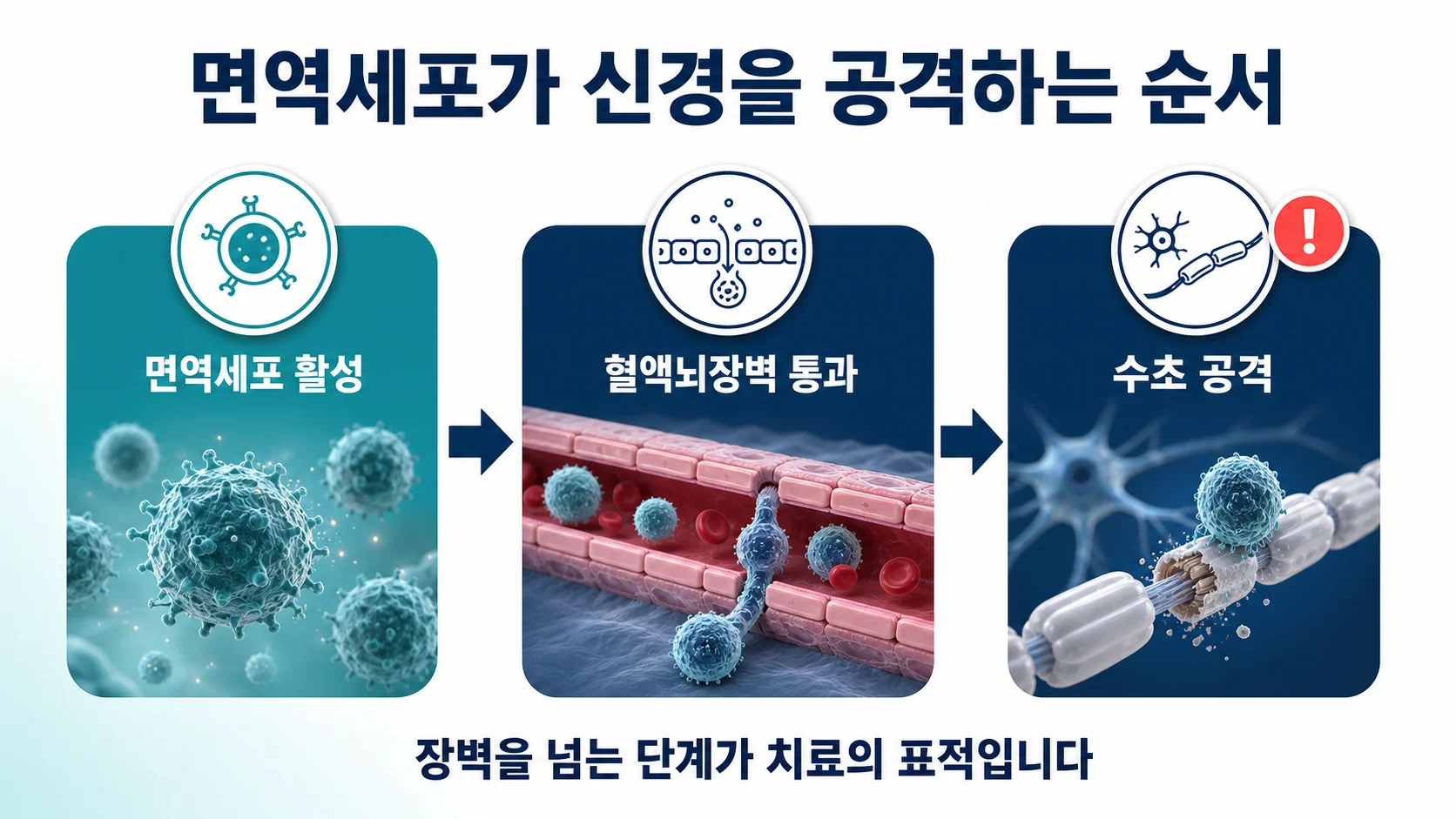 면역세포가 혈액뇌장벽을 넘어 수초를 공격하는 순서를 정리한 도식