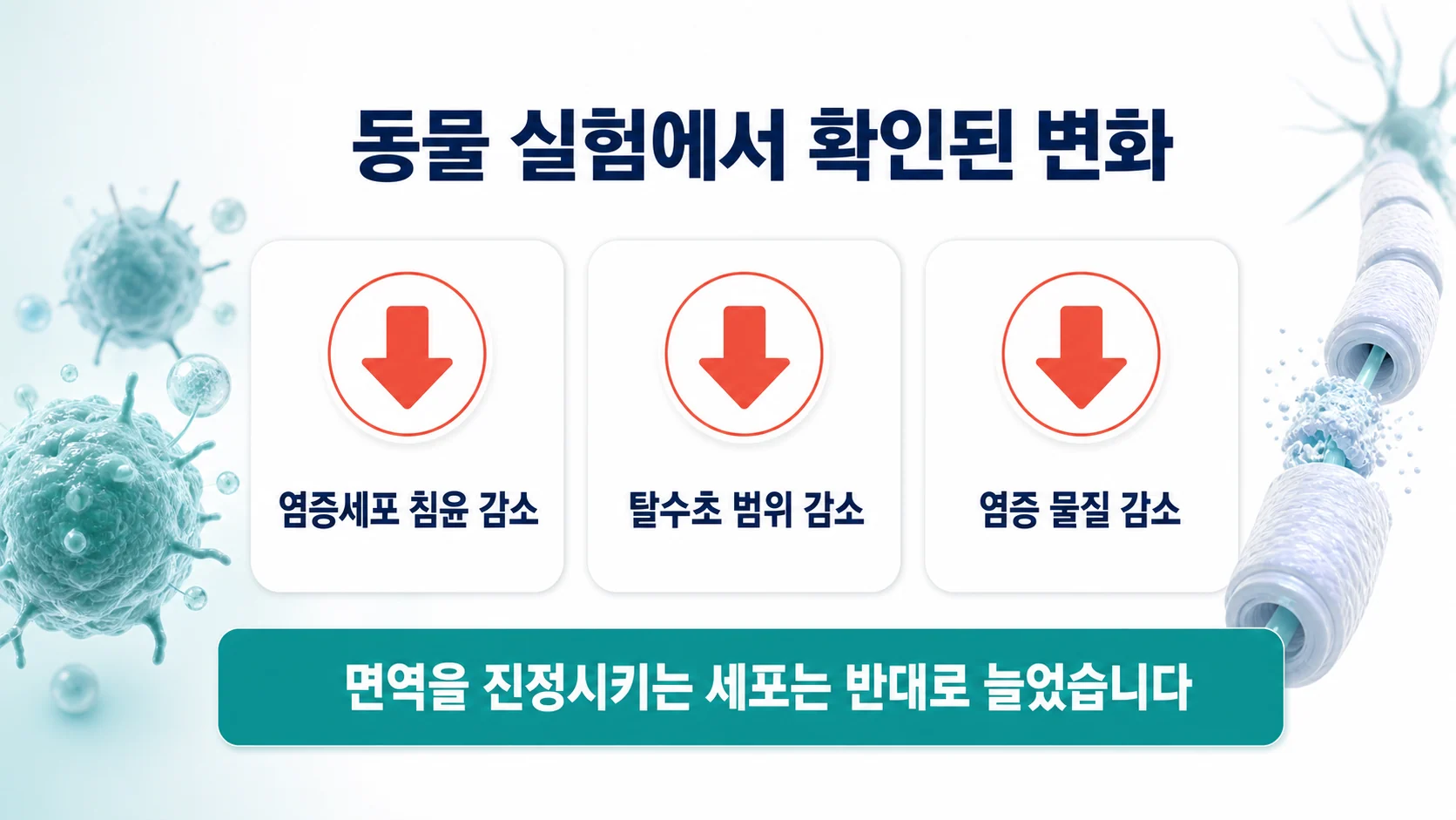 동물 실험에서 확인된 변화를 정리한 이미지