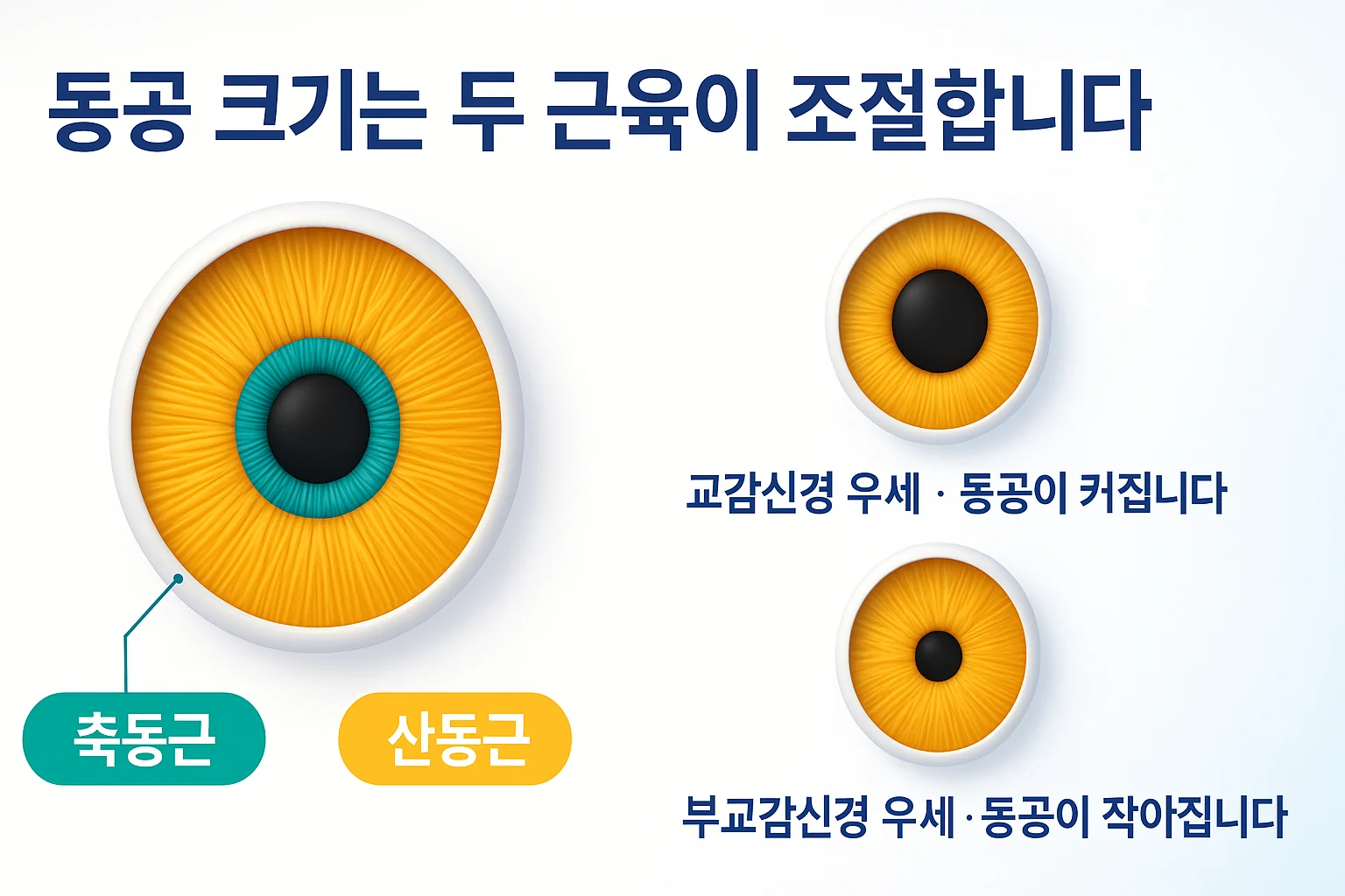 홍채의 산동근과 축동근이 교감신경과 부교감신경의 지배를 받아 동공 크기를 조절하는 구조