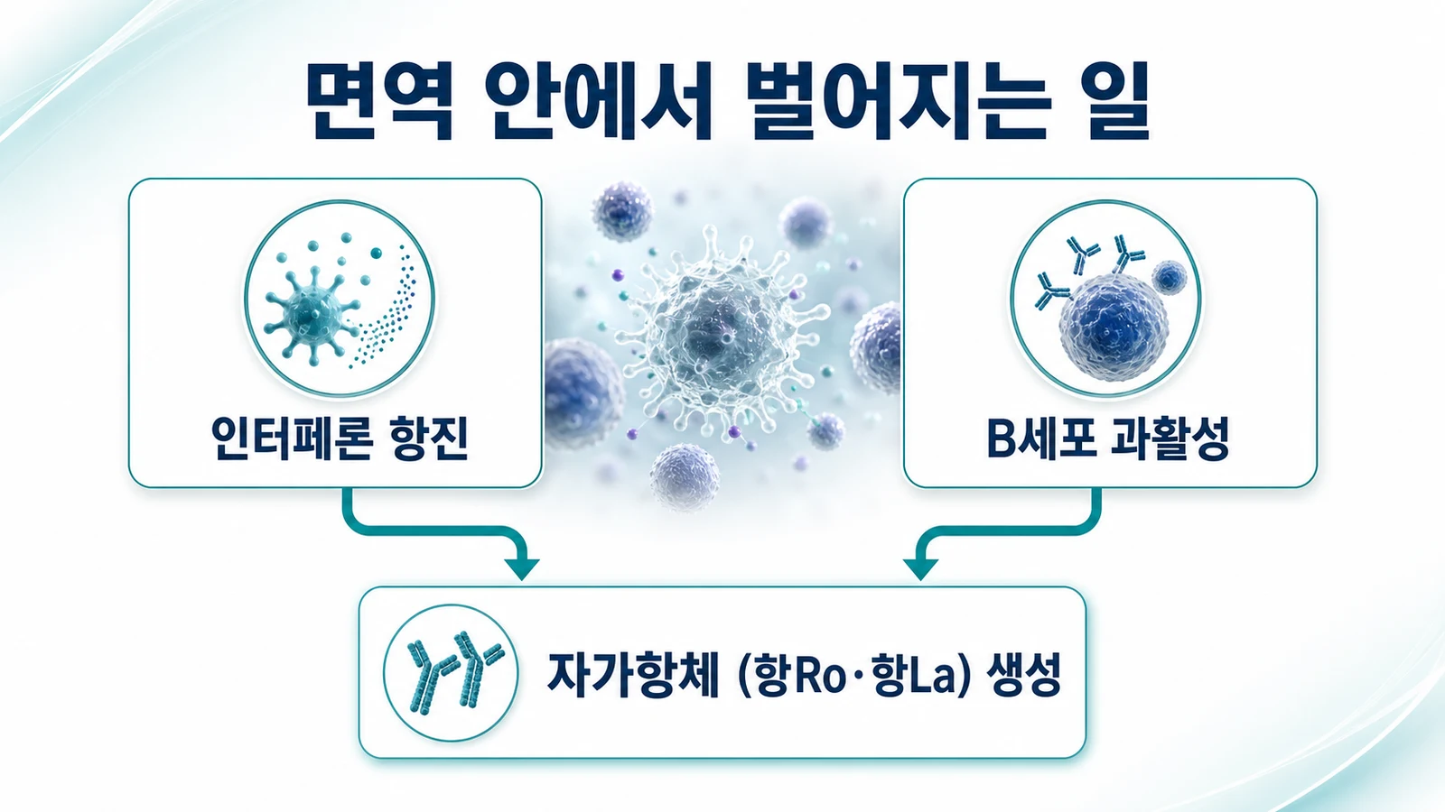 인터페론 항진과 B세포 과활성 → 자가항체 생성
