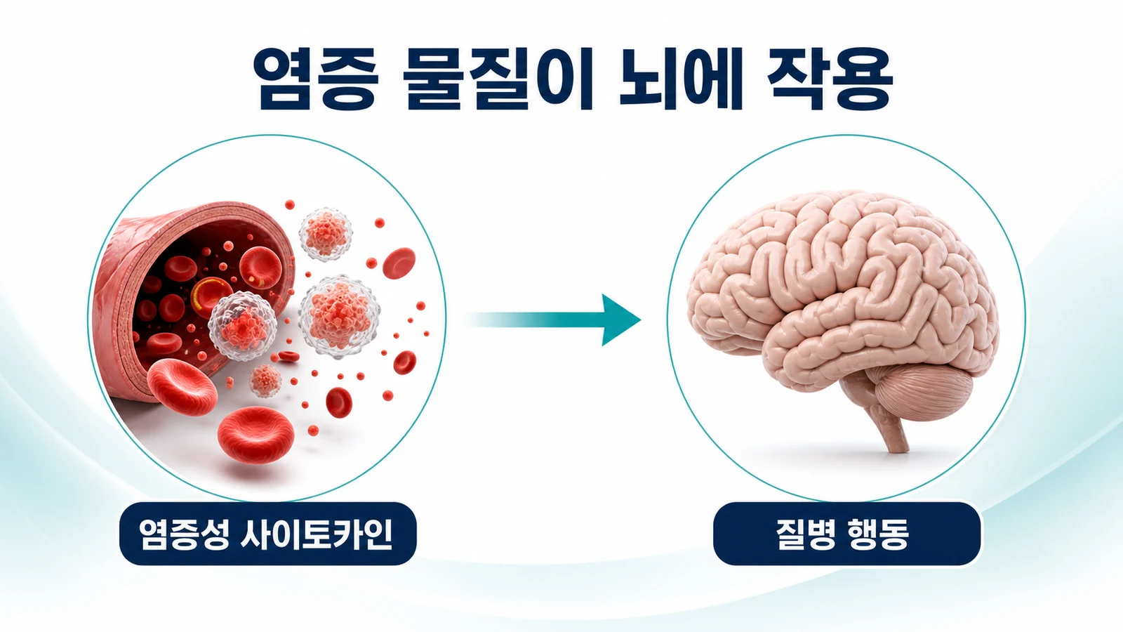 염증성 사이토카인이 뇌에 작용합니다